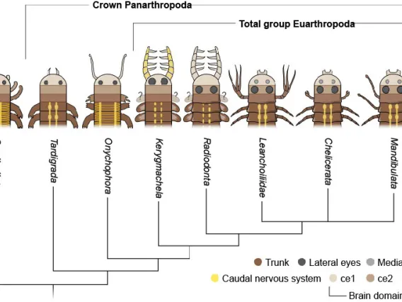 Research diagram/graphic