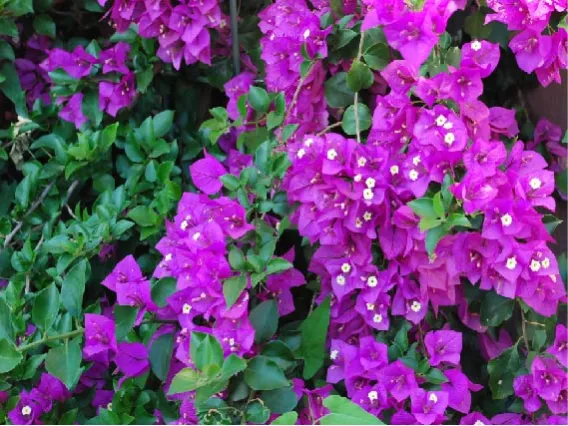 Sonoran flowers