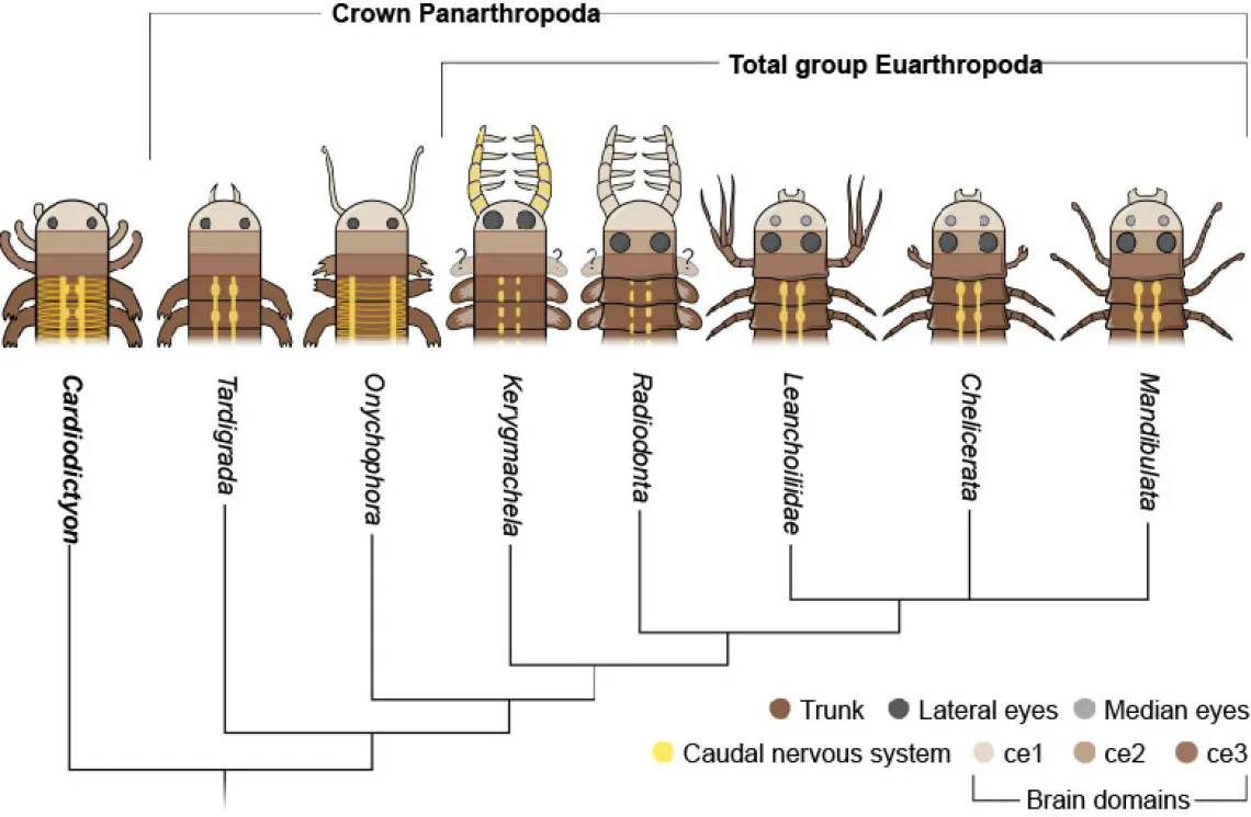 Research diagram/graphic