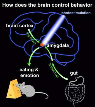 Eating Emotion Gif Description