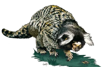 marmoset photo